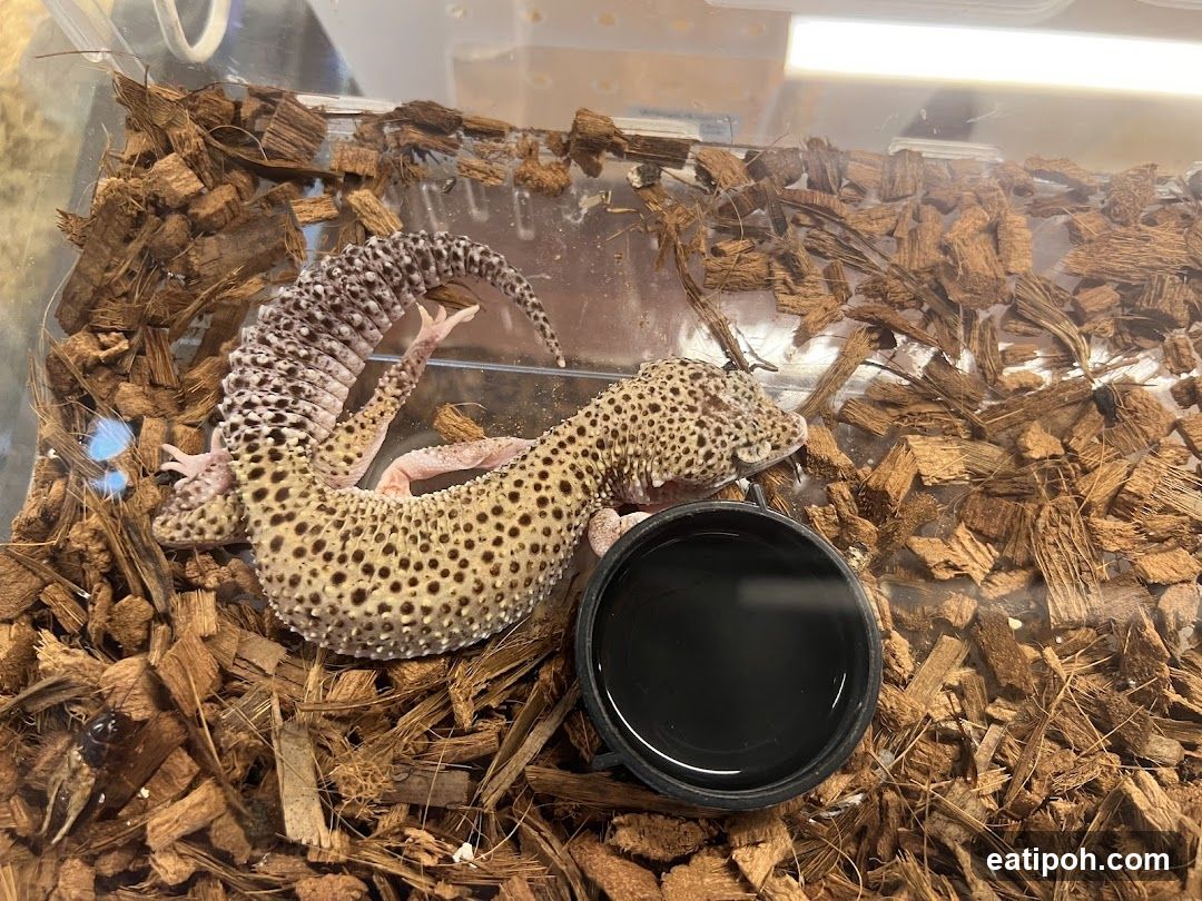 Leopard Gecko in Enclosure
