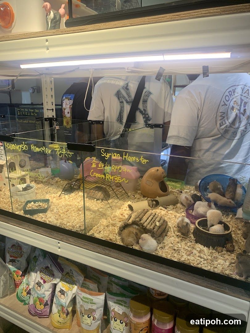 Hamster Enclosures and Supplies