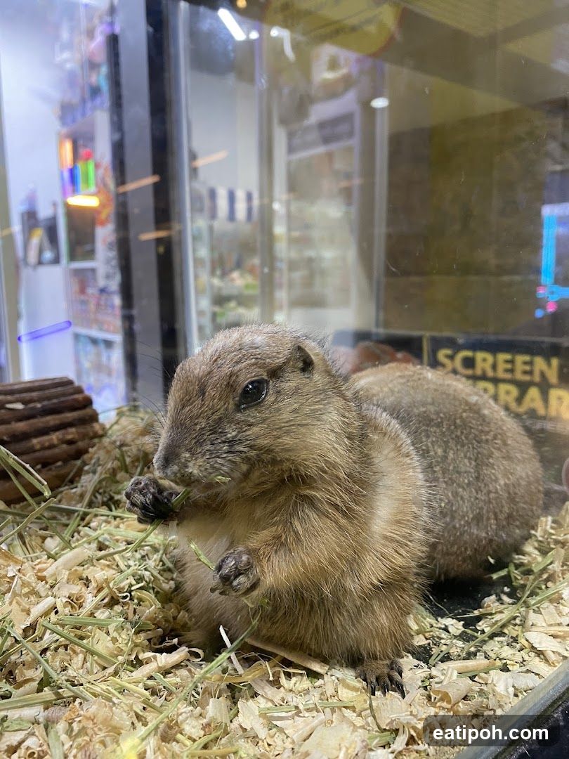 Prairie Dog Eating Grass