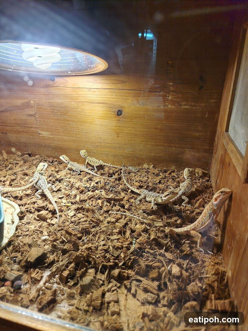 Bearded Dragons in Enclosure