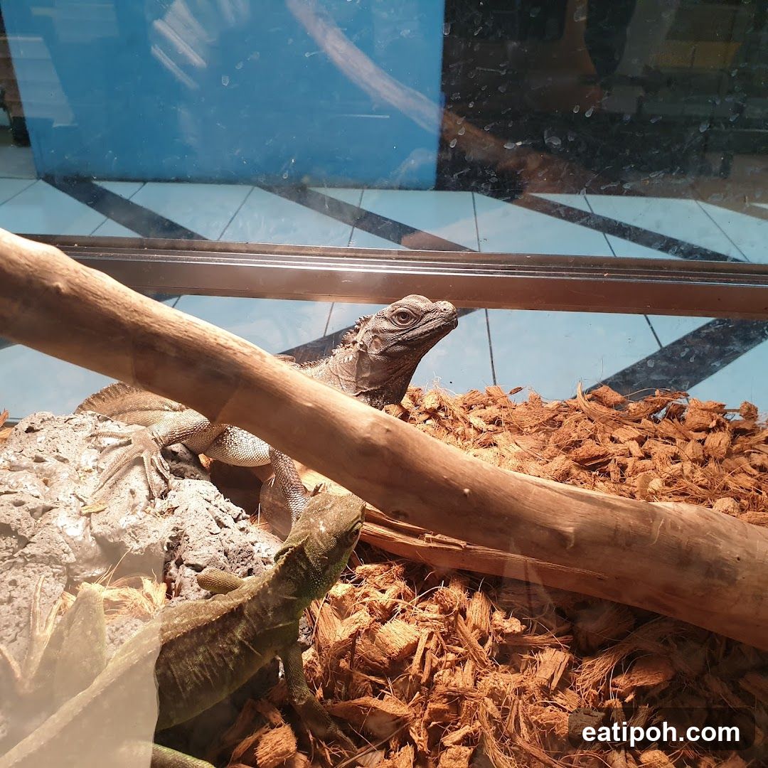 Two Lizards in a Terrarium
