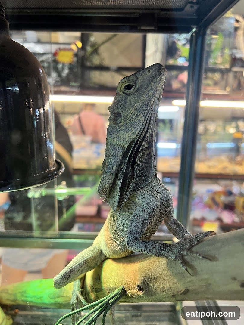 Frilled Lizard in Enclosure