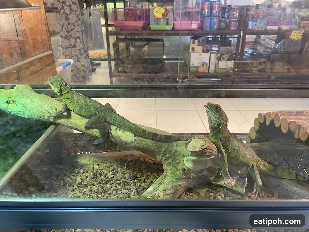 Two lizards in a terrarium