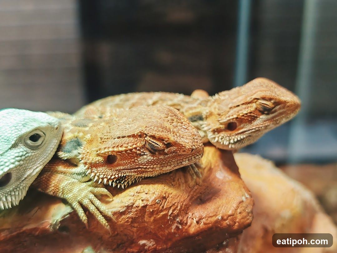 Three Bearded Dragons