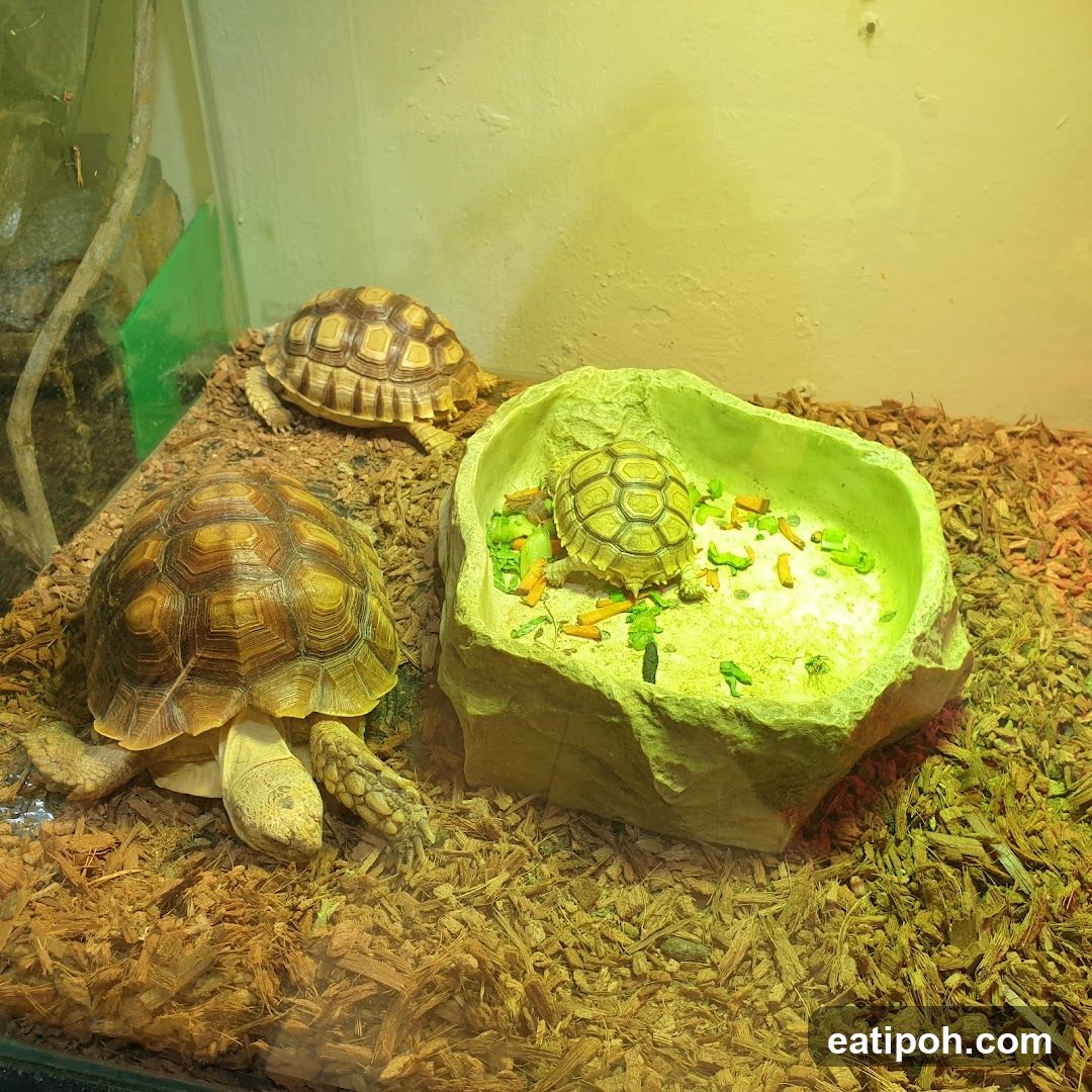 Three tortoises in a habitat