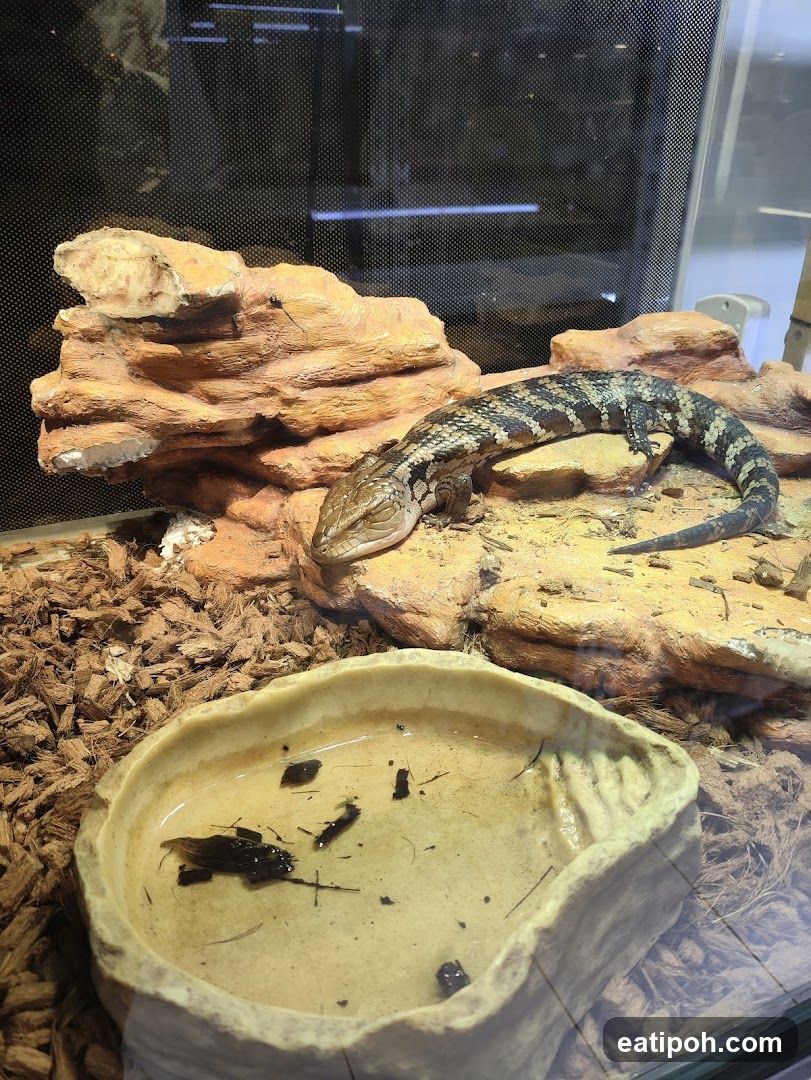 Blue-tongued Skink in Terrarium