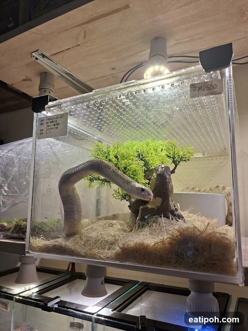 Snake in enclosure