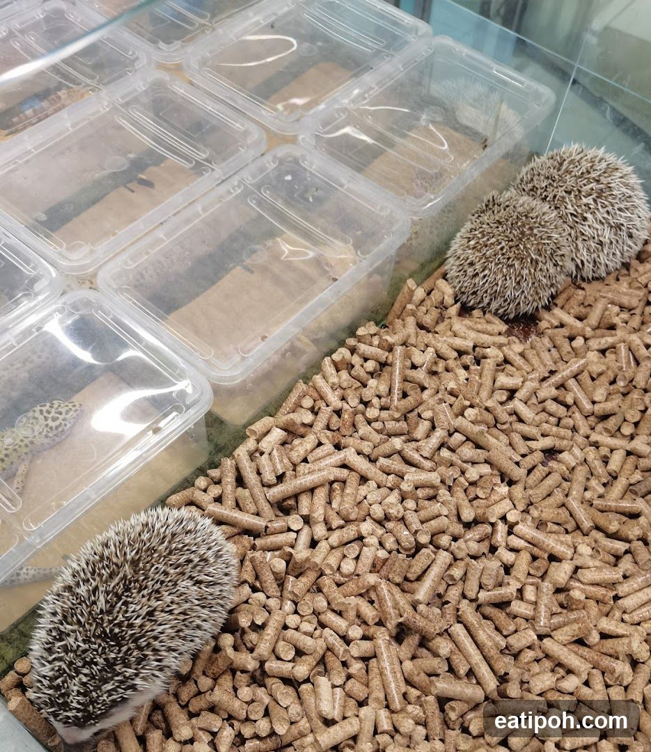 Hedgehogs and Gecko in Containers