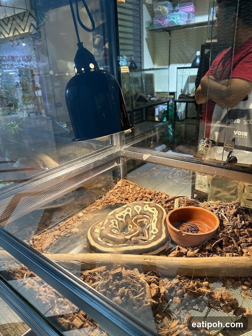 Snake in enclosure