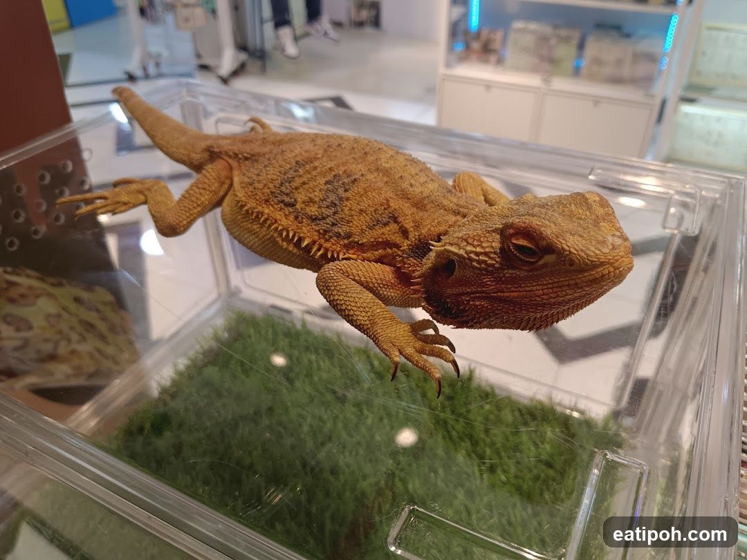 Bearded Dragon in Enclosure
