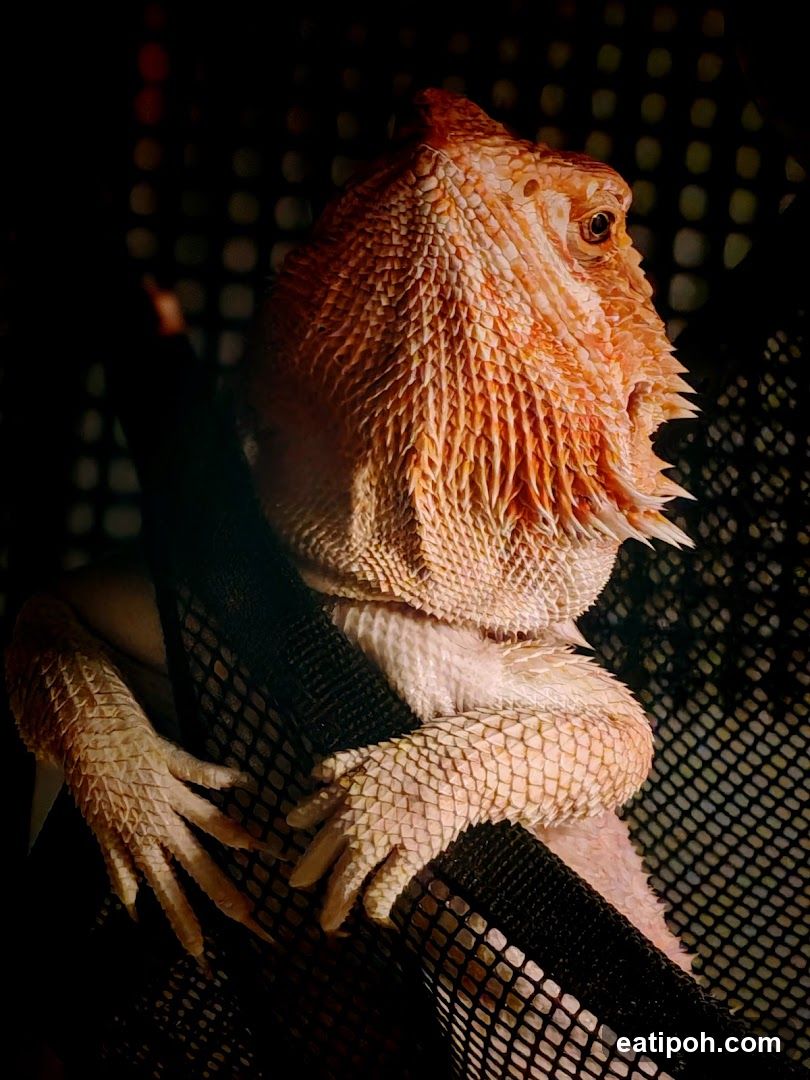 Bearded Dragon