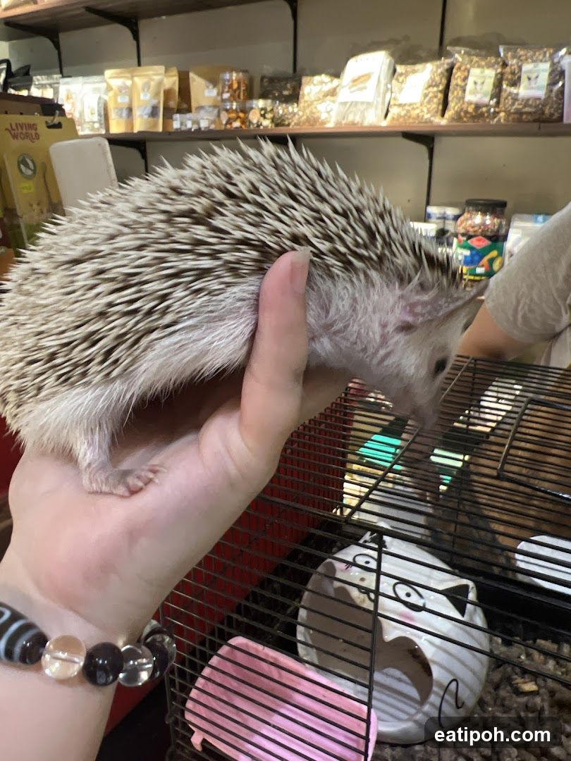Hedgehog in a Pet Store