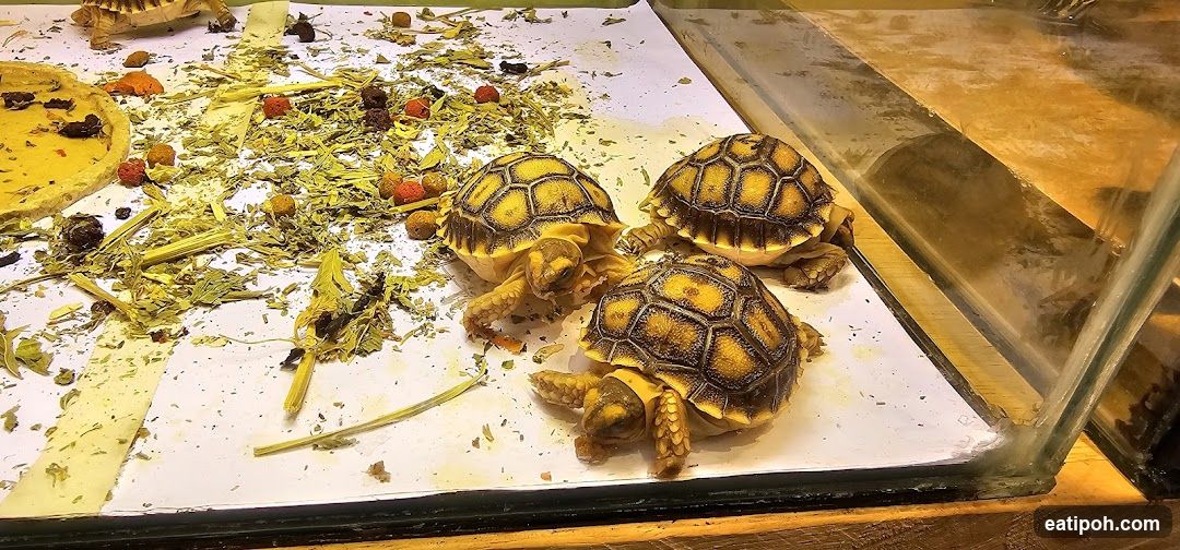 Tortoises in a Display Case