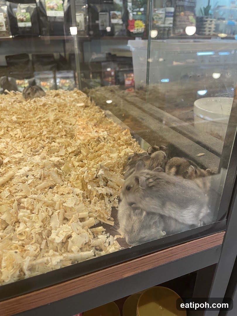 Hamsters in a Display Case