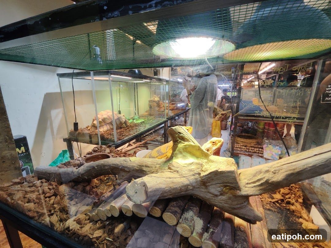 Reptile Enclosure with Animals