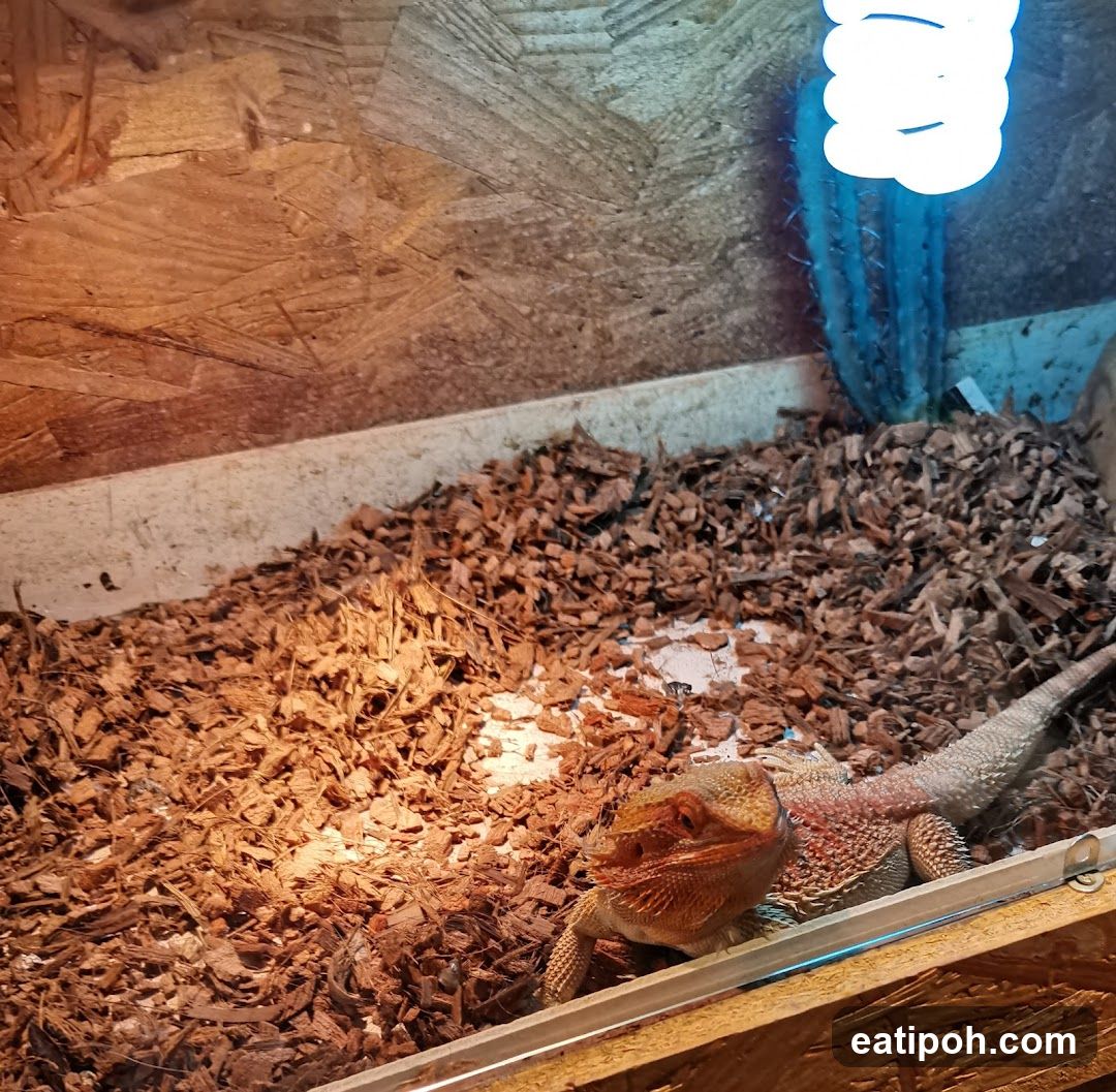 Bearded Dragon in Enclosure